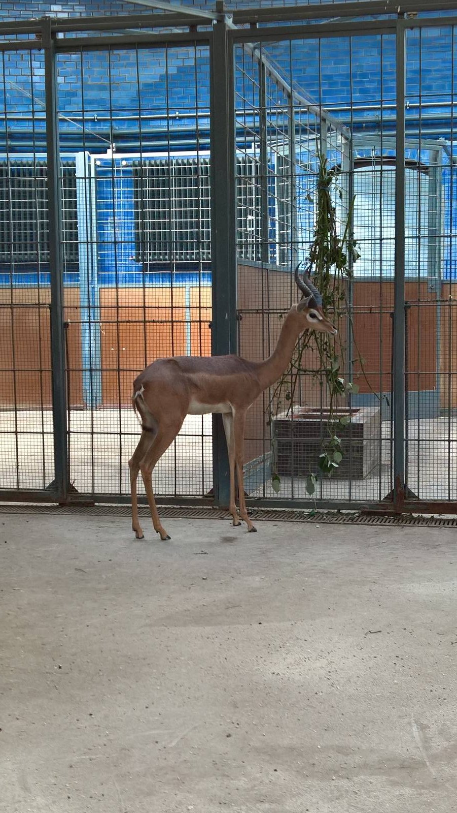 Southern gerenuk