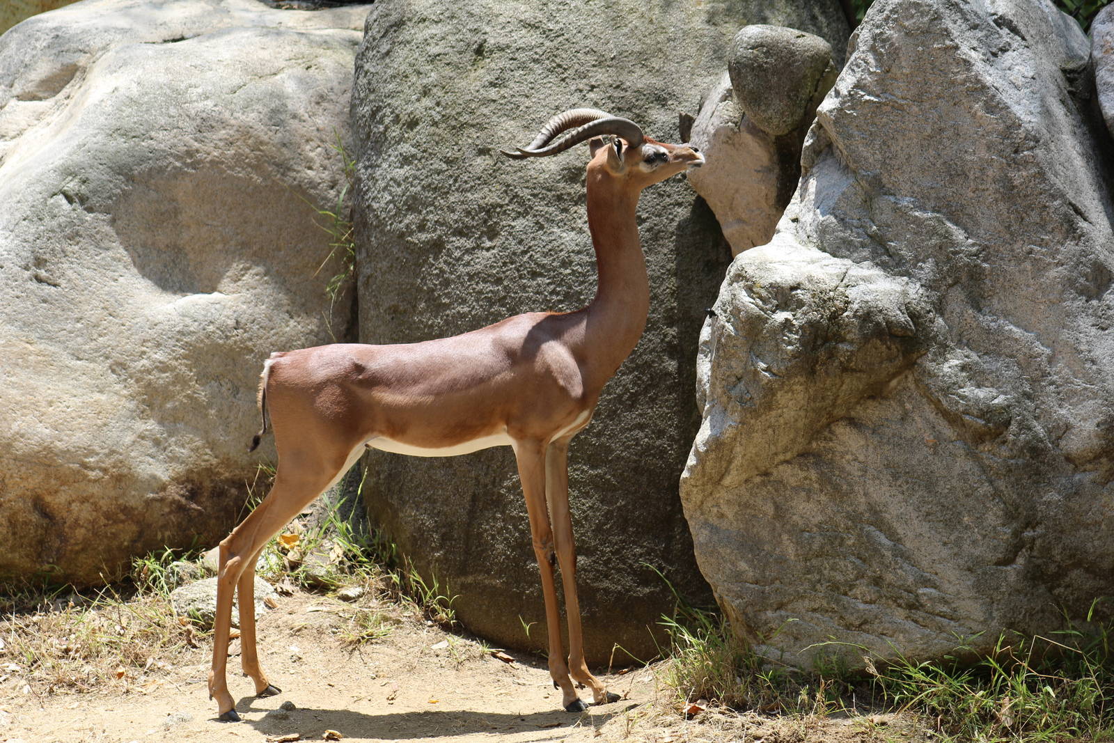 Southern Gerenuk