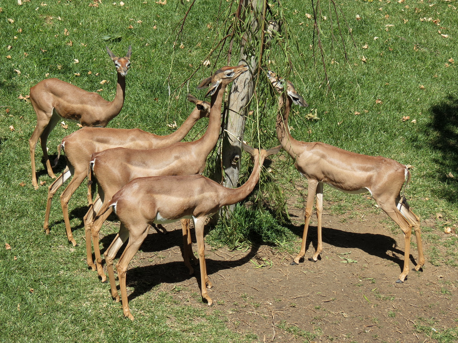 Southern Gerenuk