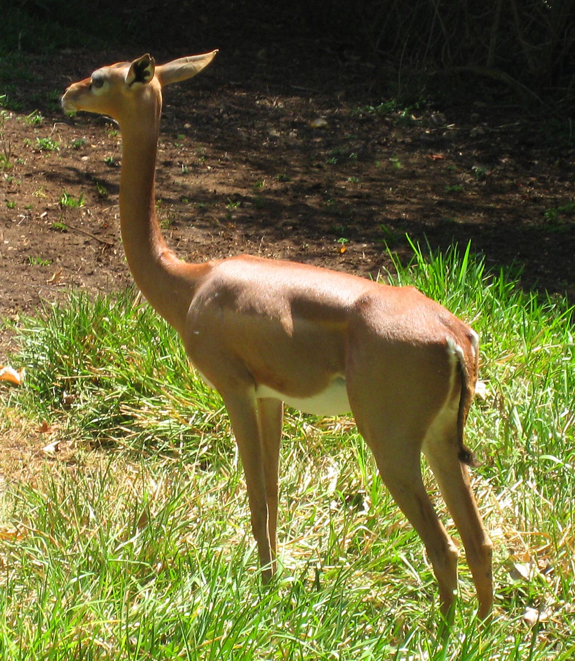 Southern Gerenuk