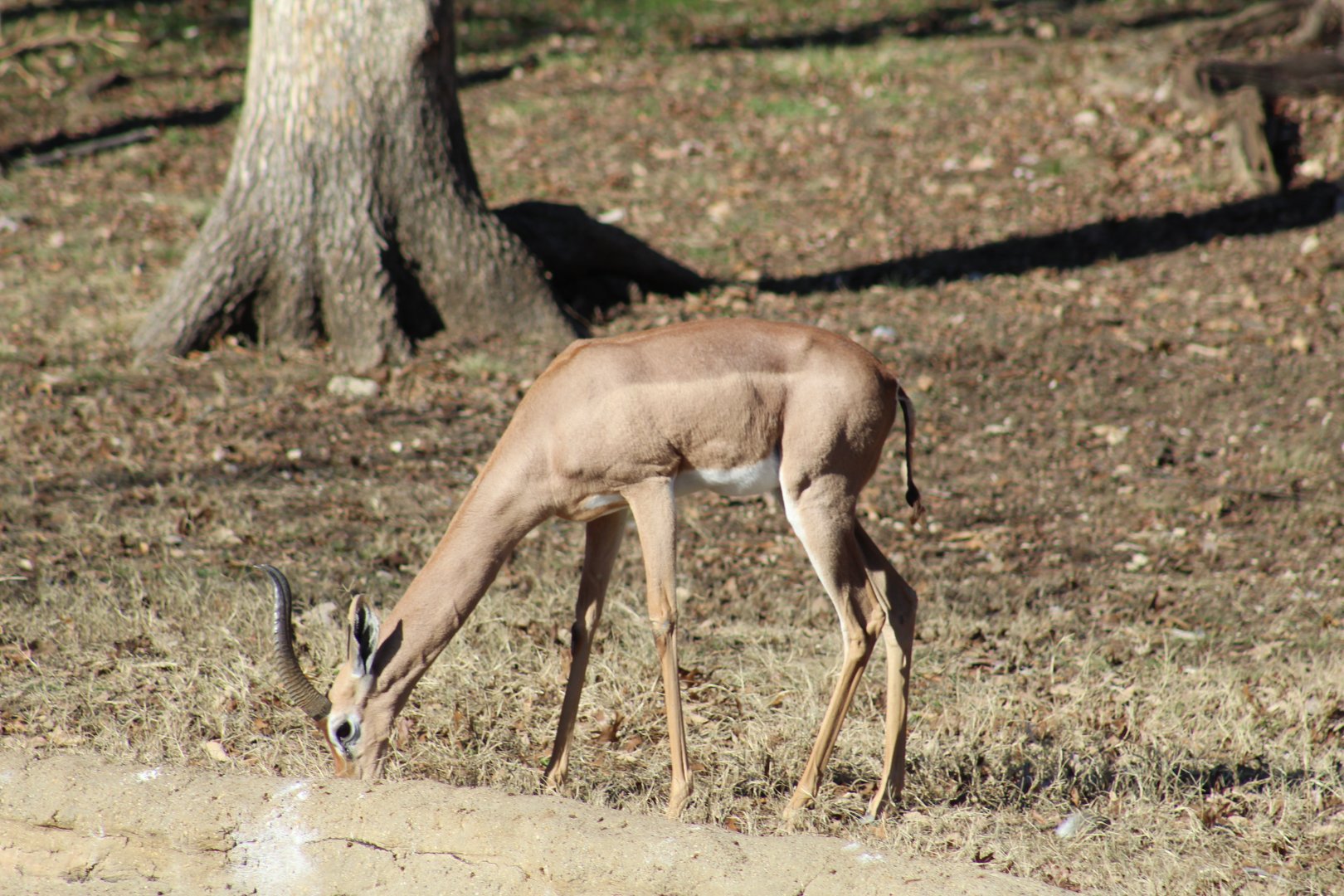 Southern Gerenuk