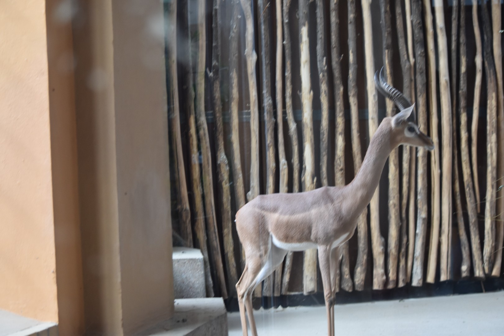 Southern gerenuk