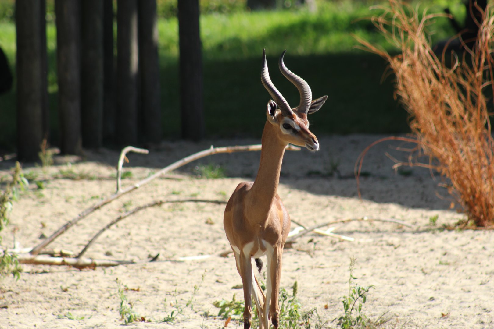 Southern Gerenuk