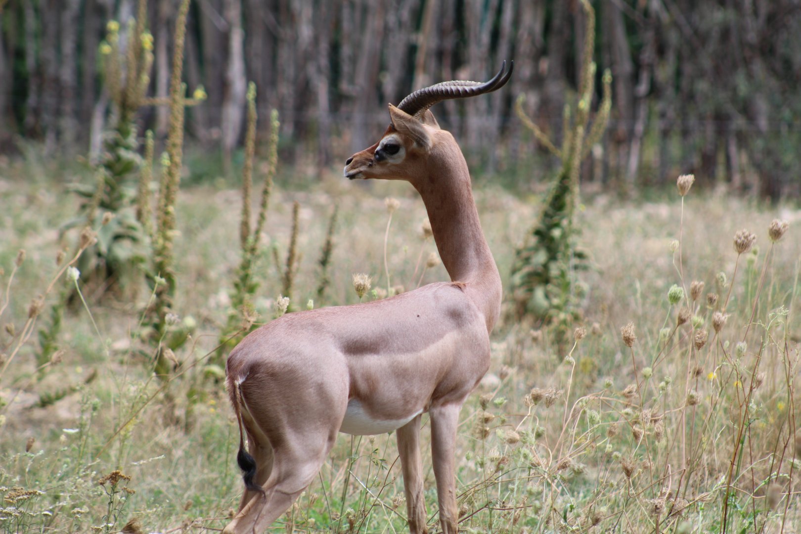 Southern Gerenuk