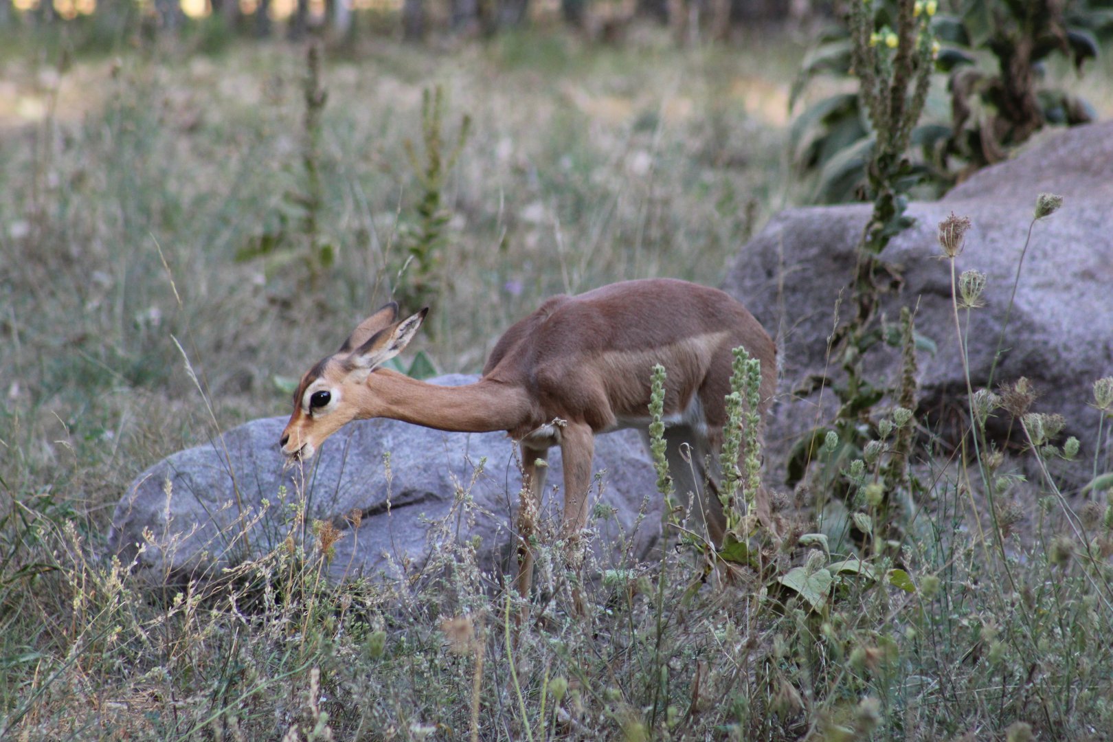 Southern Gerenuk