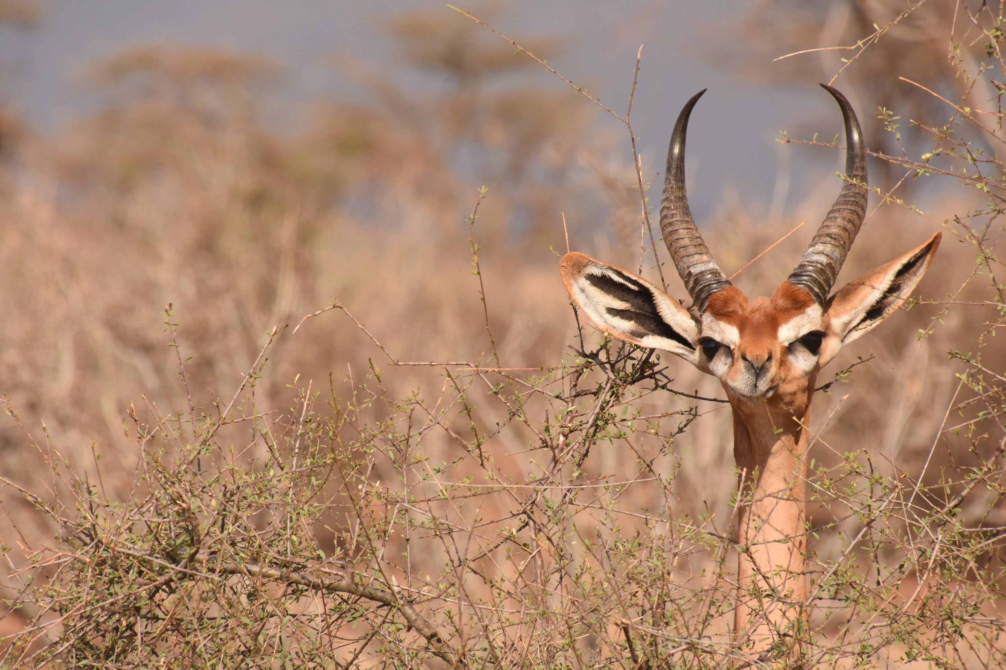 Southern gerenuk