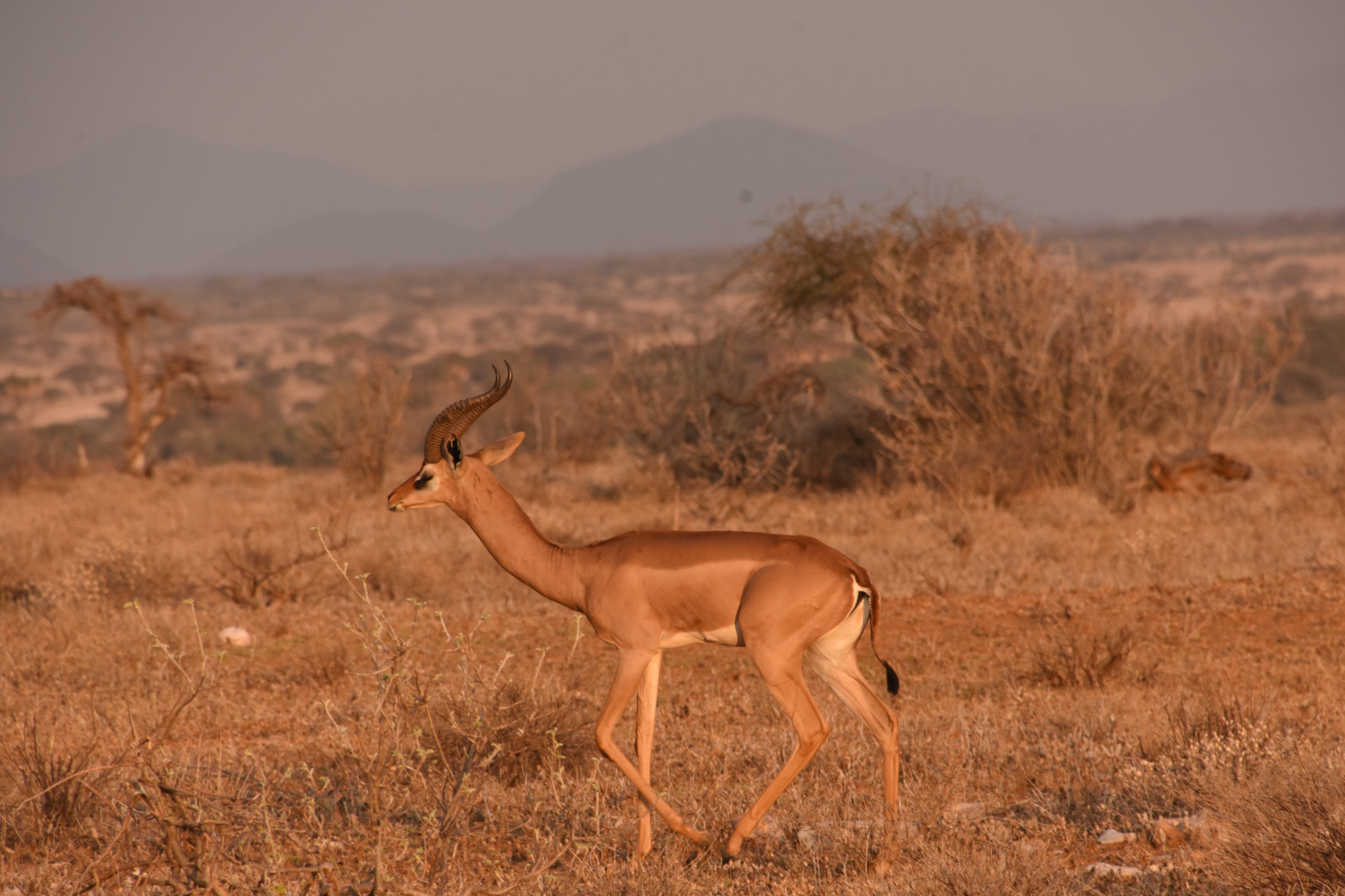 Southern gerenuk