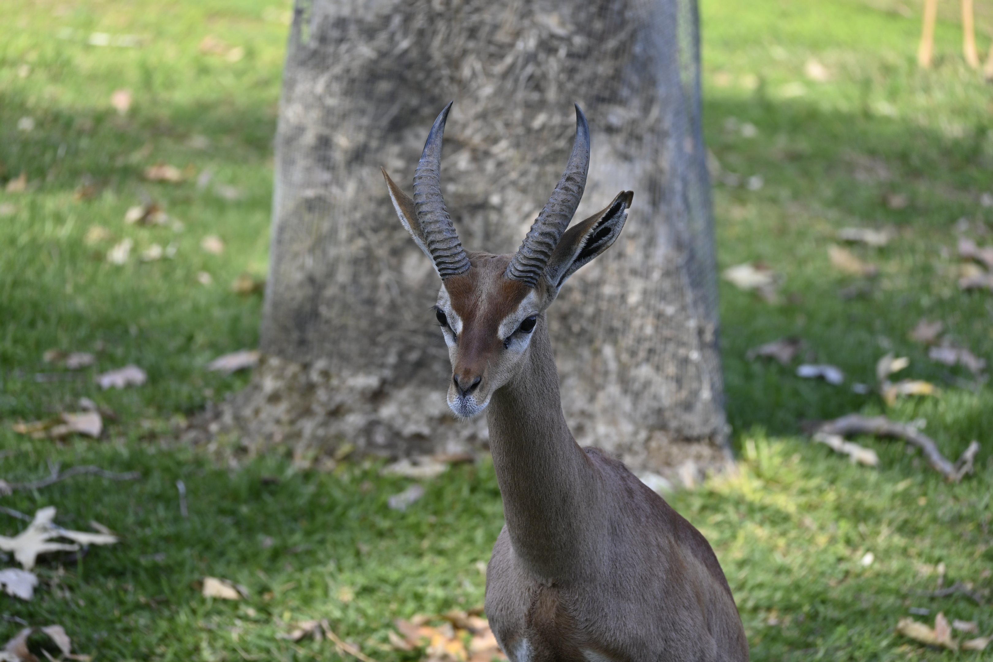 Southern Gerenuk