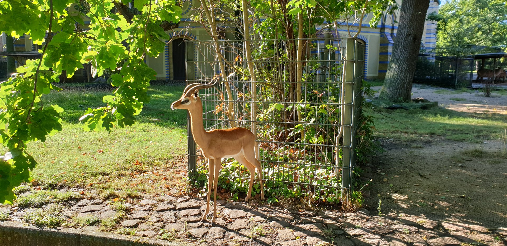 Southern Gerenuk