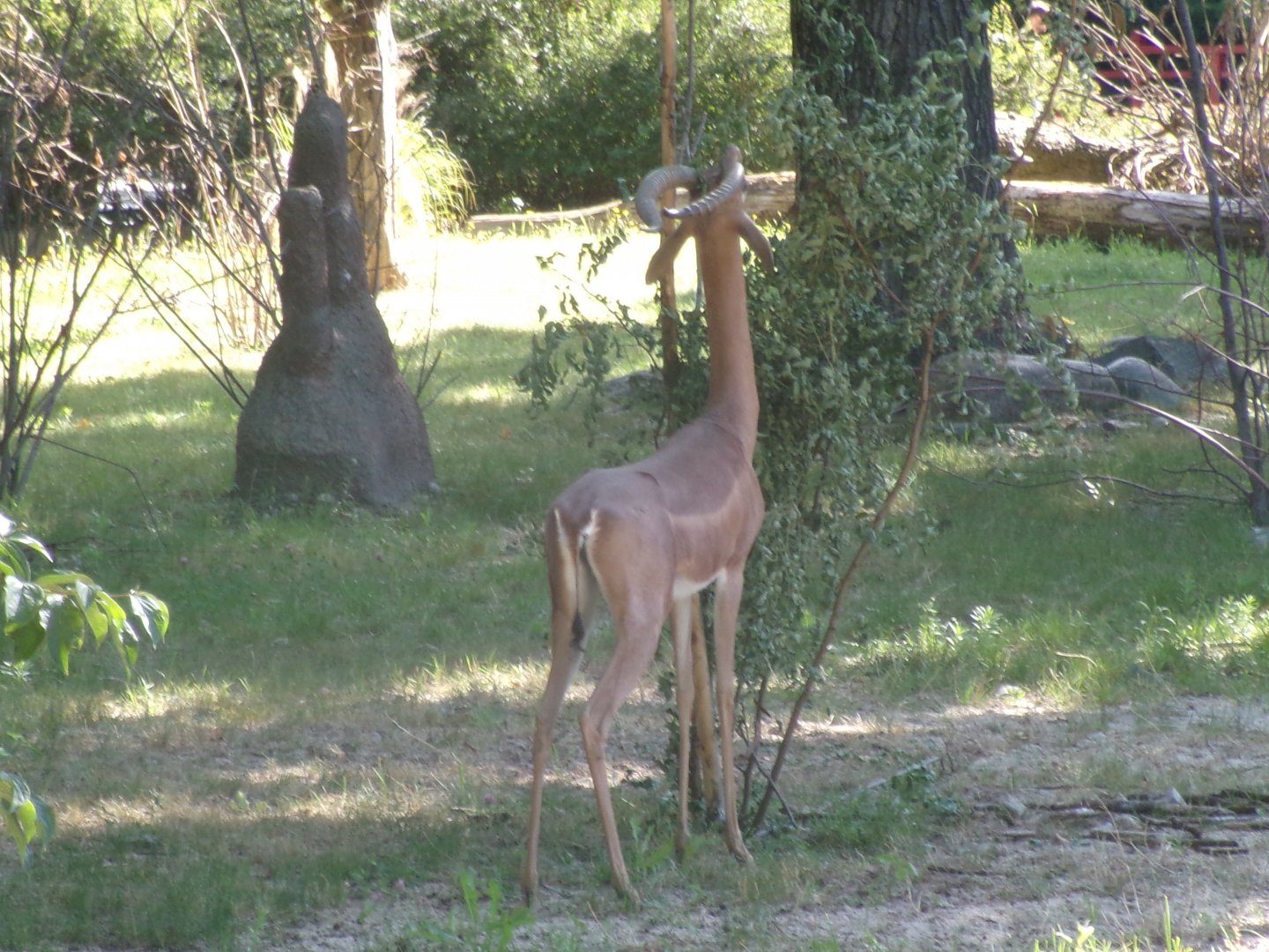 Southern gerenuk