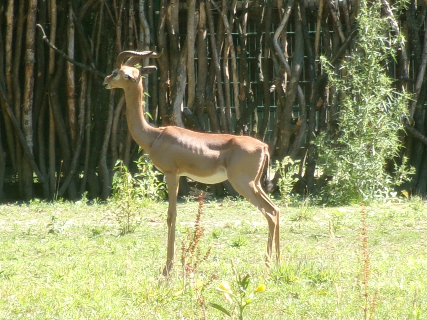 Southern gerenuk