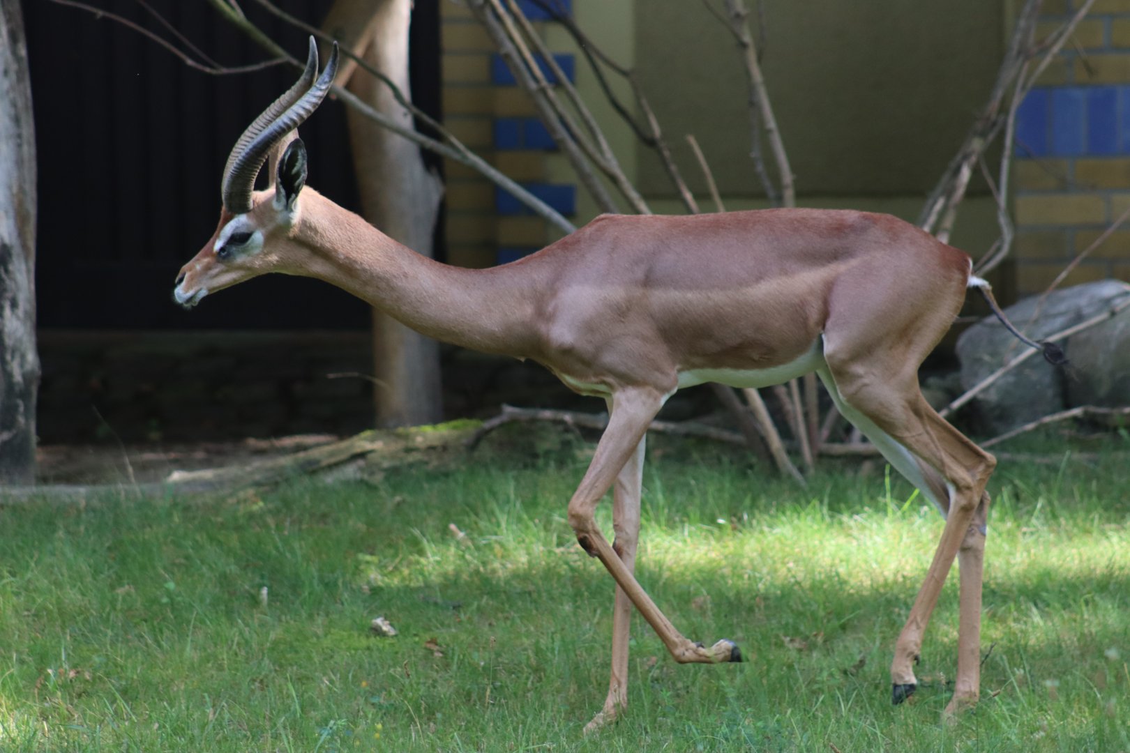 Southern Gerenuk