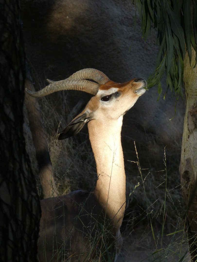 Southern gerenuk