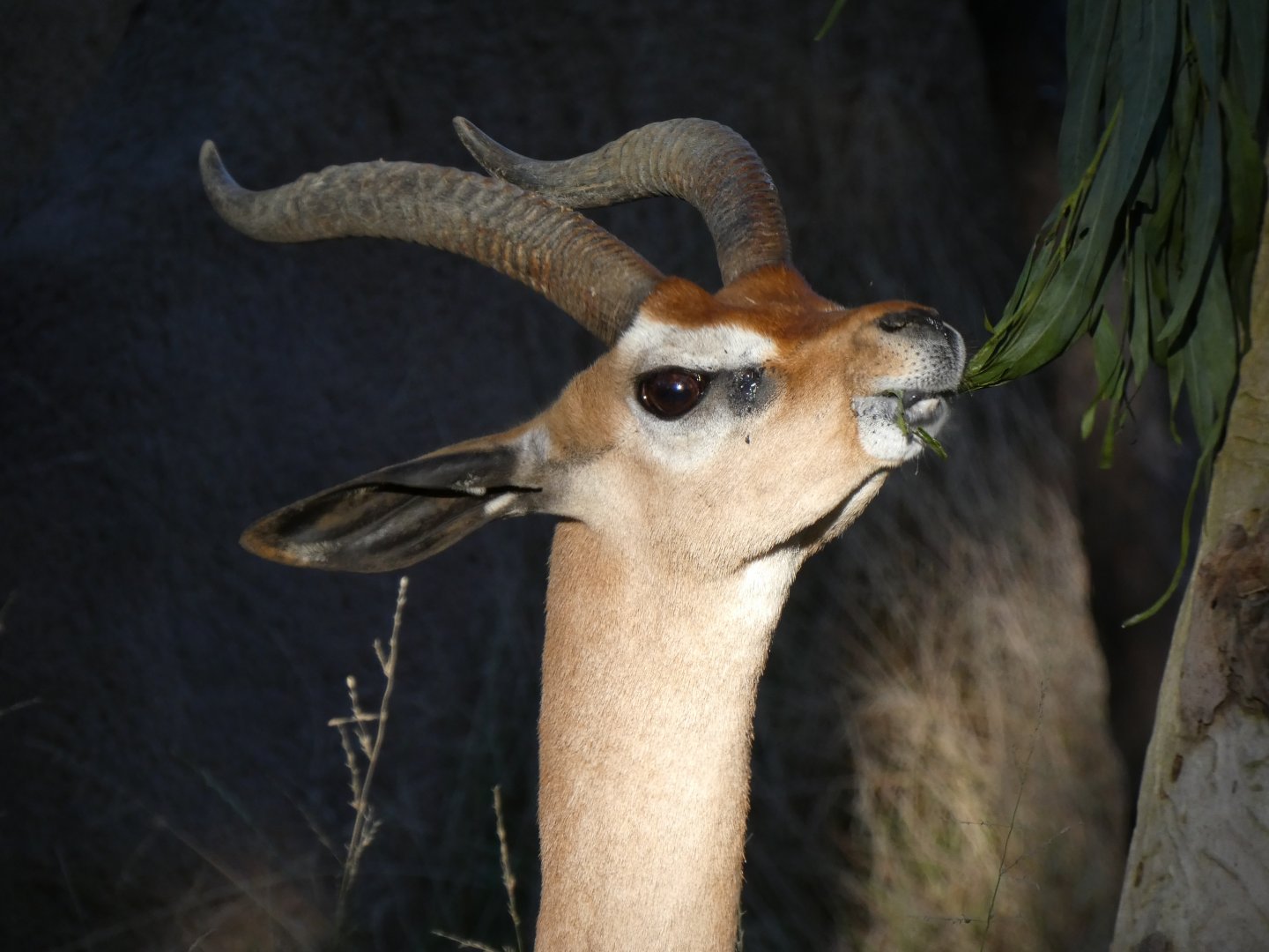 Southern gerenuk