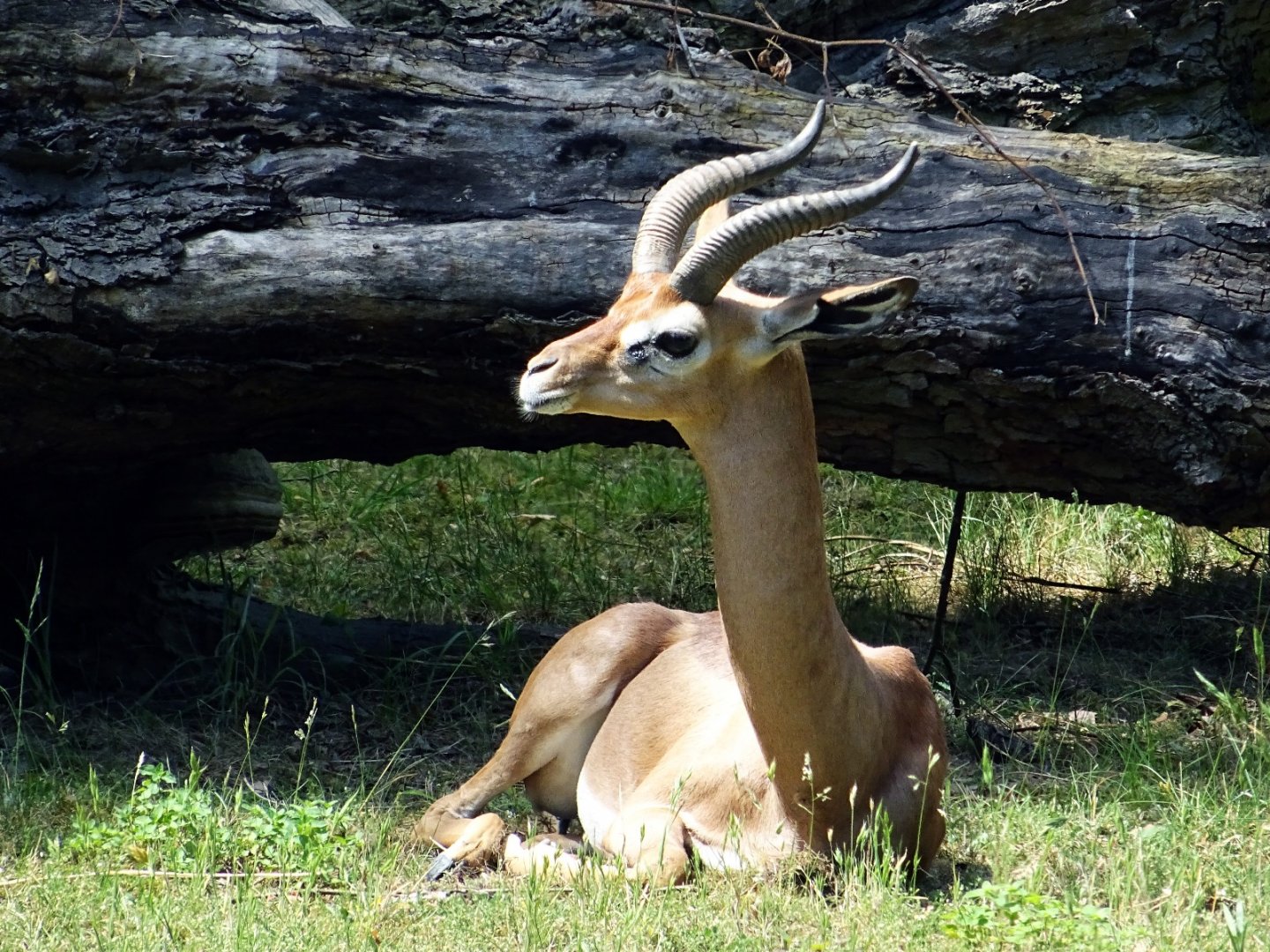 Southern Gerenuk