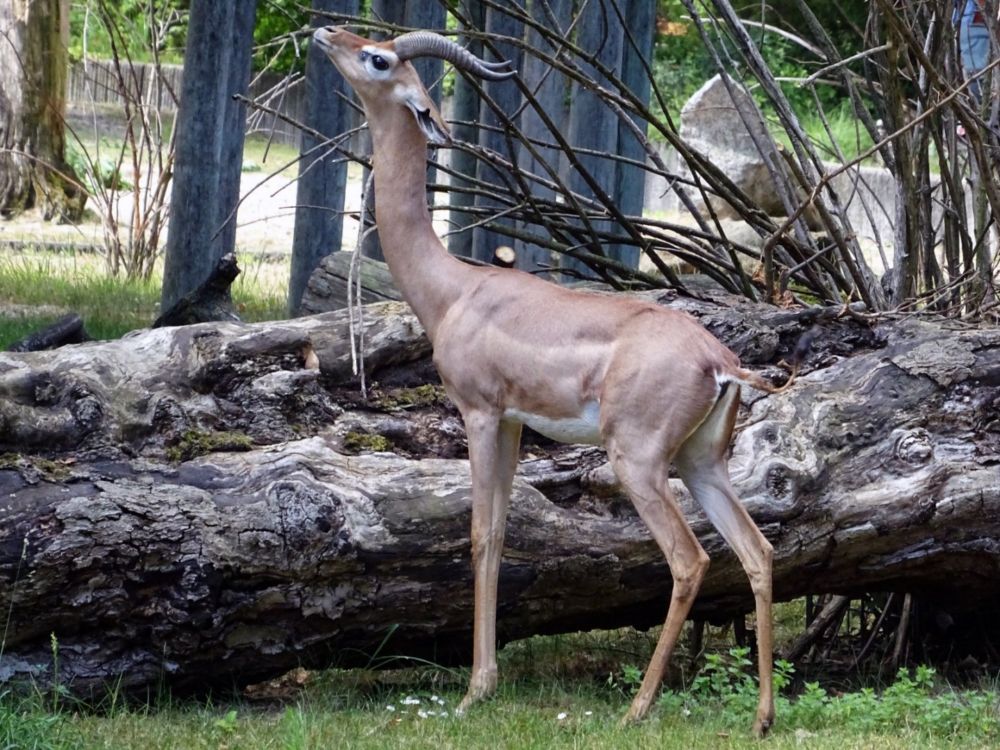 Southern Gerenuk