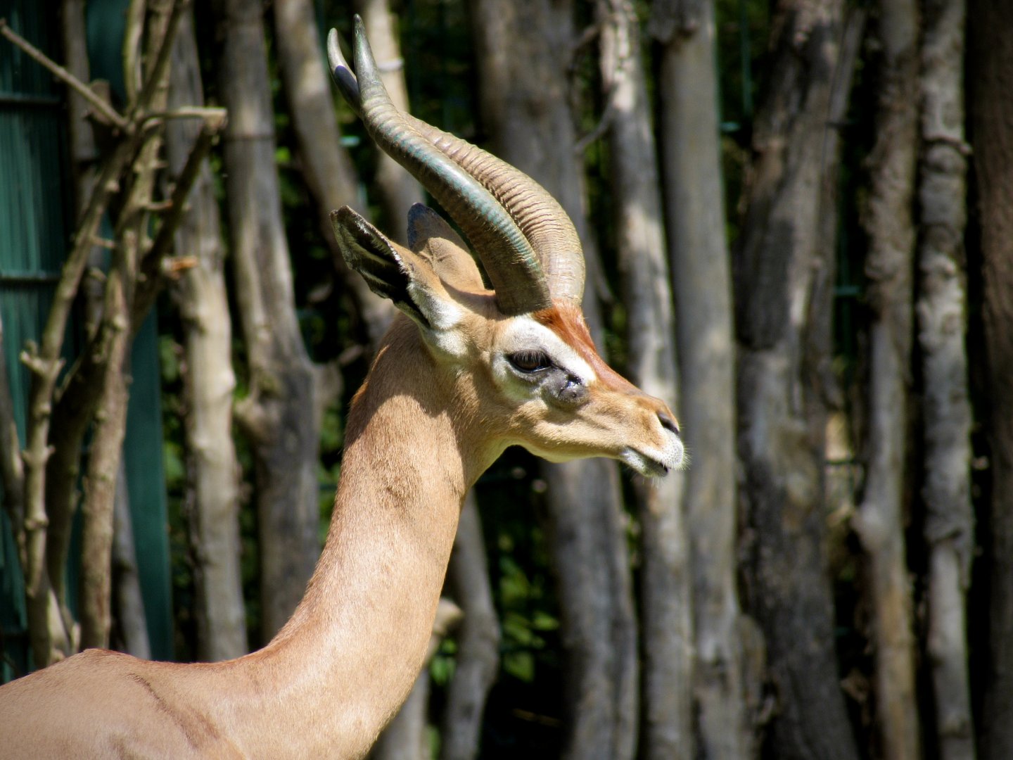 Southern gerenuk