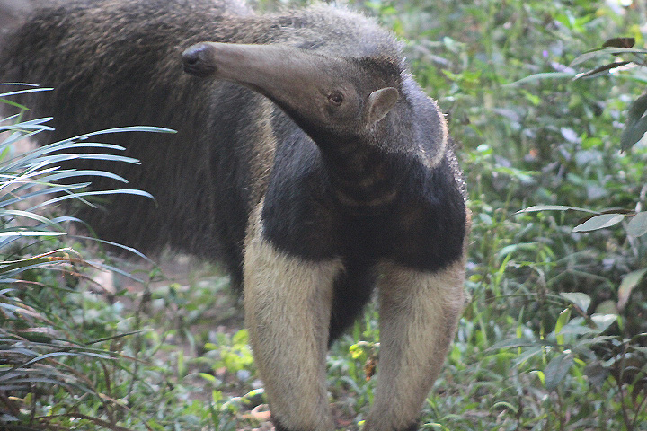 Southern giant anteater (Myrmecophaga tridactyla tridactyla)