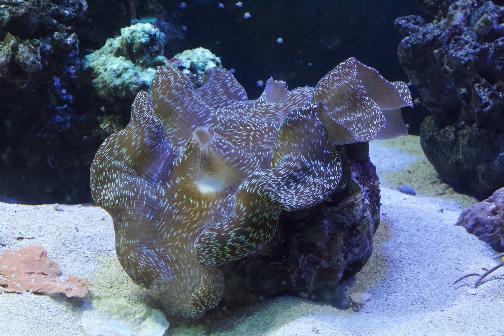 Southern Giant Clam/ Tridacna derasa