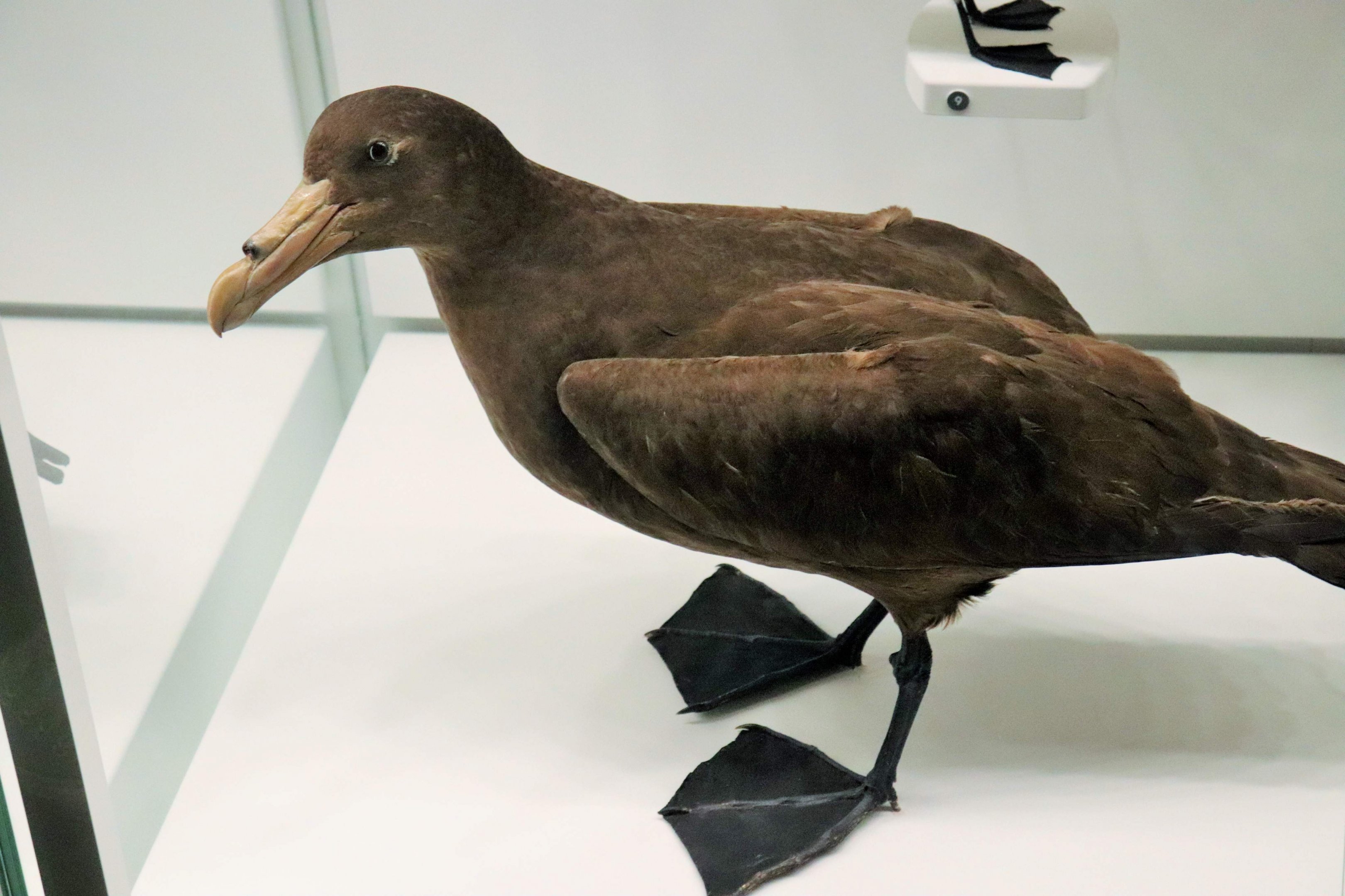 Southern Giant Petrel (Macronectes giganteus)