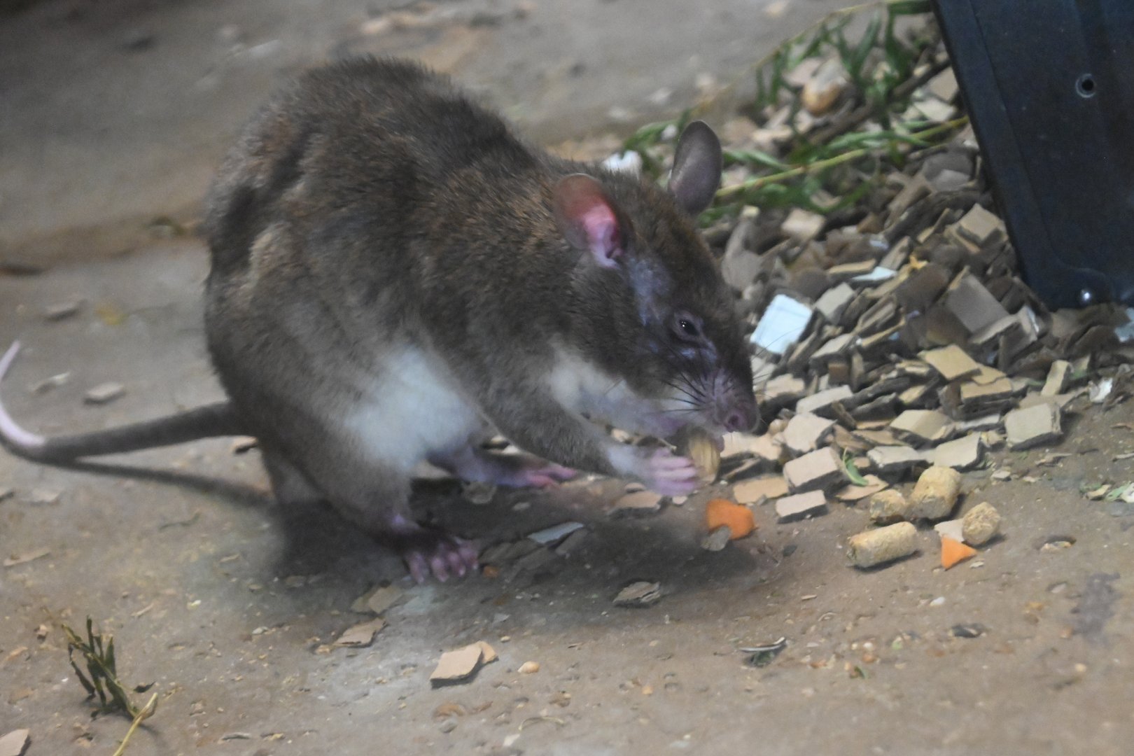 Southern giant pouched rat  (Cricetomys ansorgei)