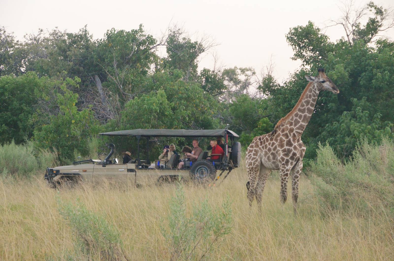 Southern Giraffe and Admirers, Moremi Game Reserve, Botswana, 27/04/16