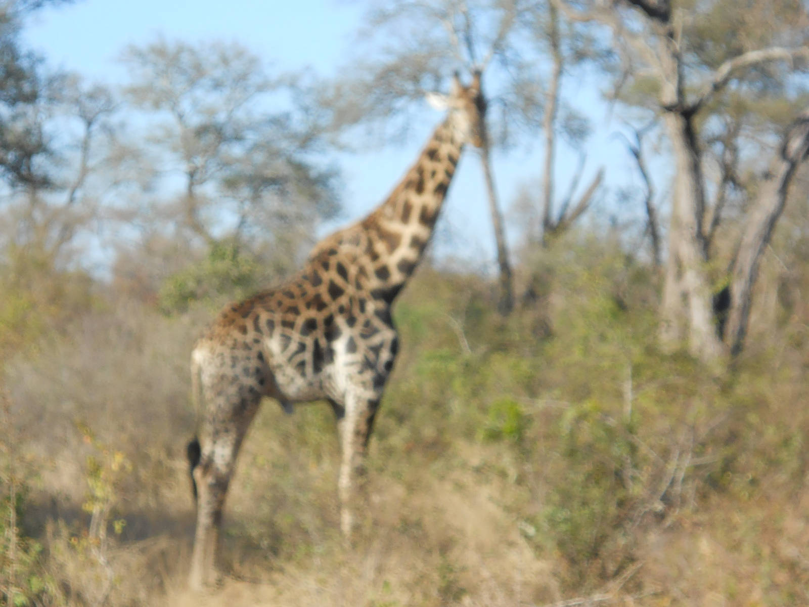 Southern giraffe bull, African elephant herd, Kruger National Park, July 20