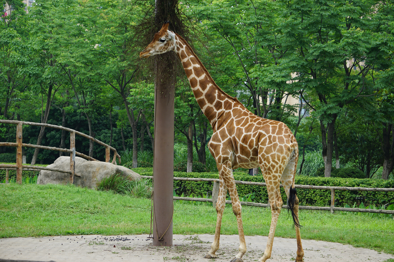 Southern giraffe (Giraffa giraffa)