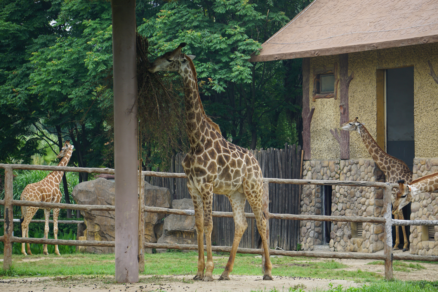 southern giraffe (Giraffa giraffa)