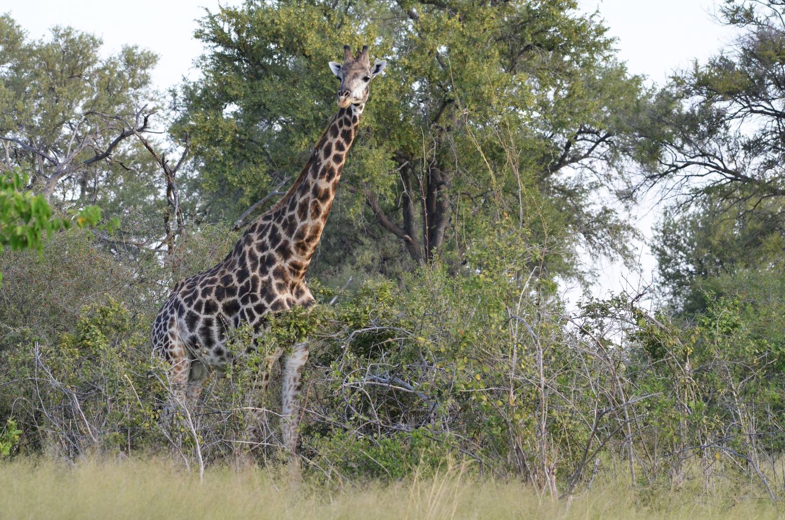 Southern Giraffe, Khwai Community Area, Botswana, 24/04/16