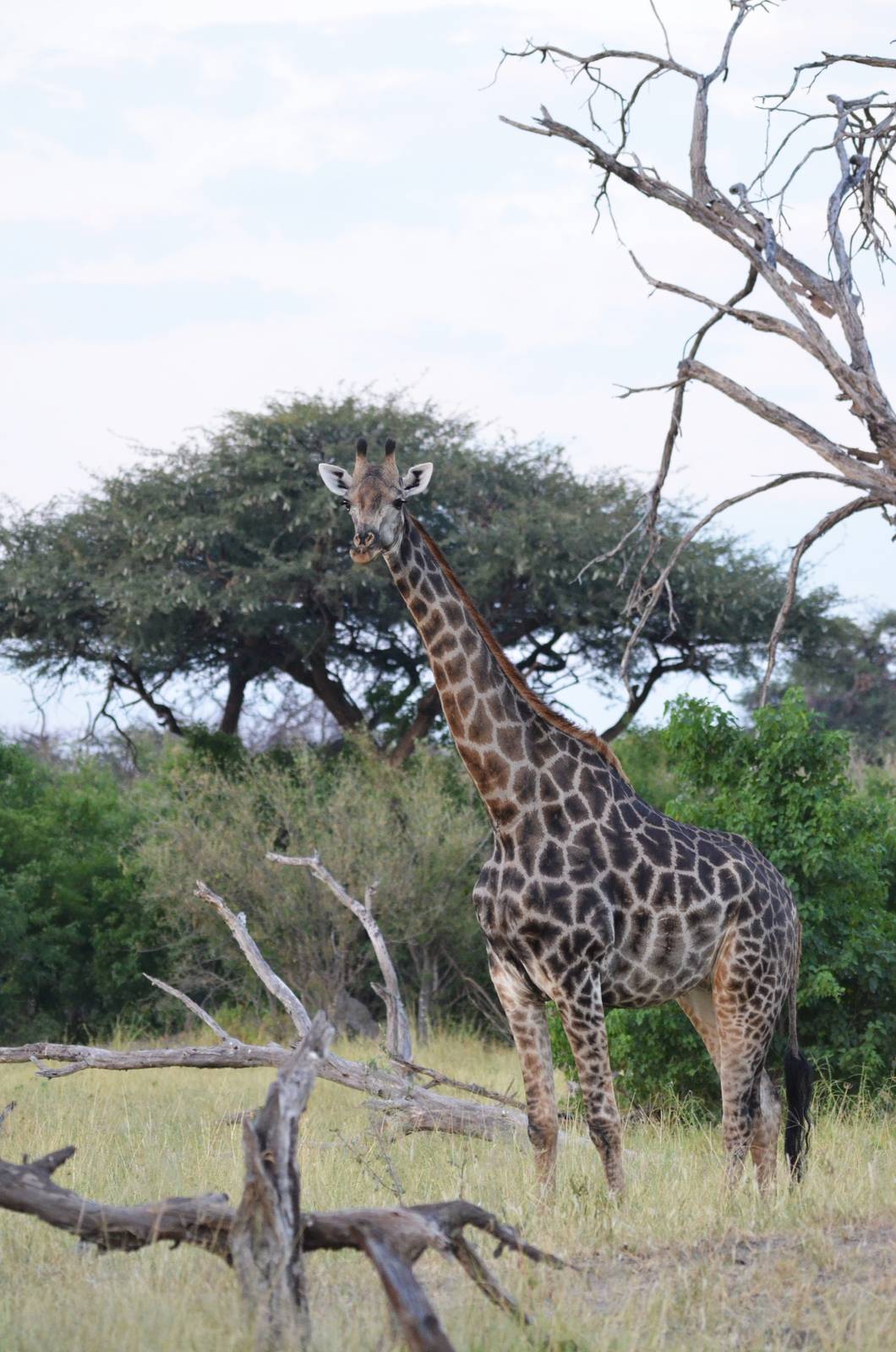 Southern Giraffe, Khwai Community Area, Botswana, 24/04/16