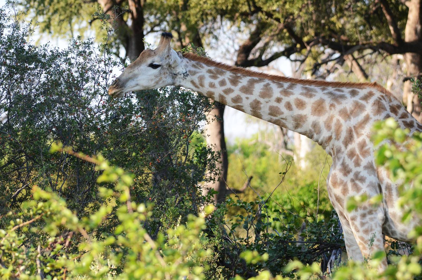 Southern Giraffe, Khwai Community Area, Botswana, 25/04/16