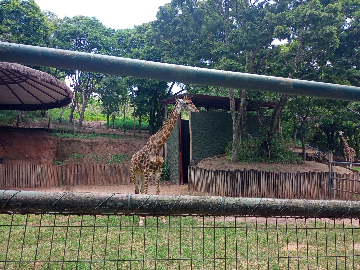 Southern giraffe