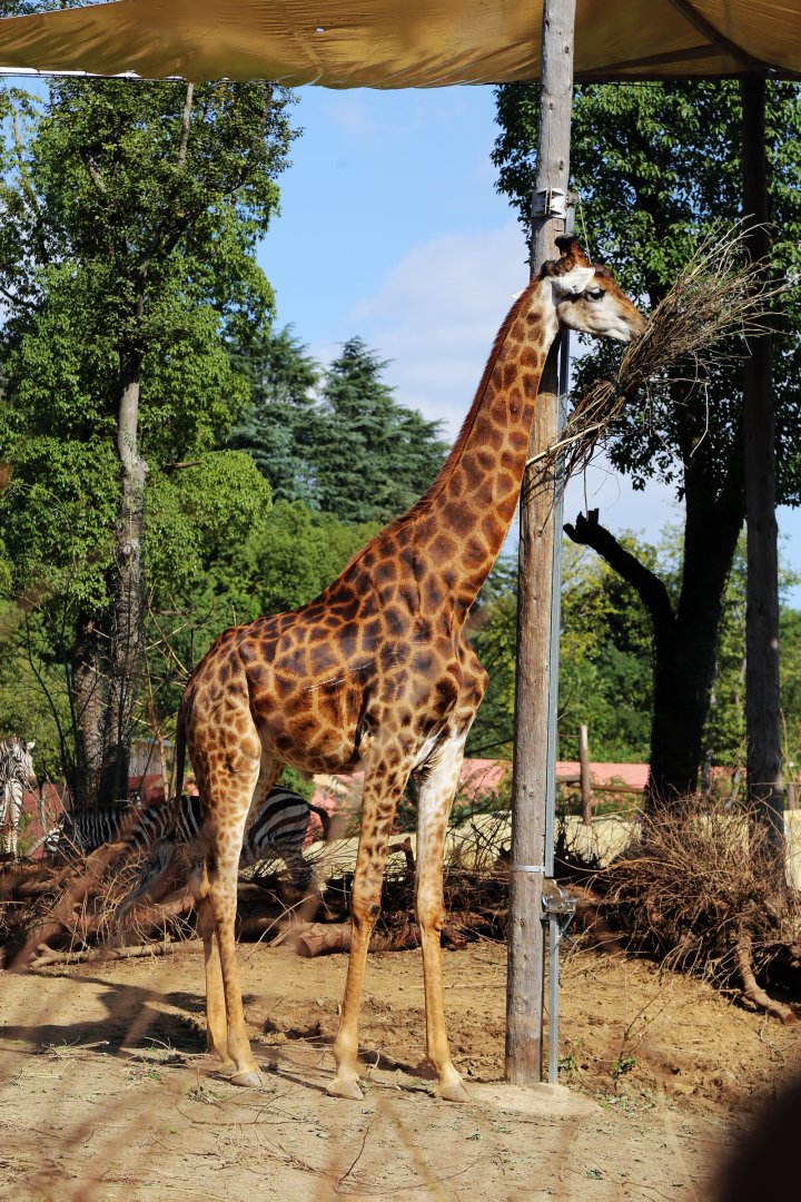 Southern Giraffe