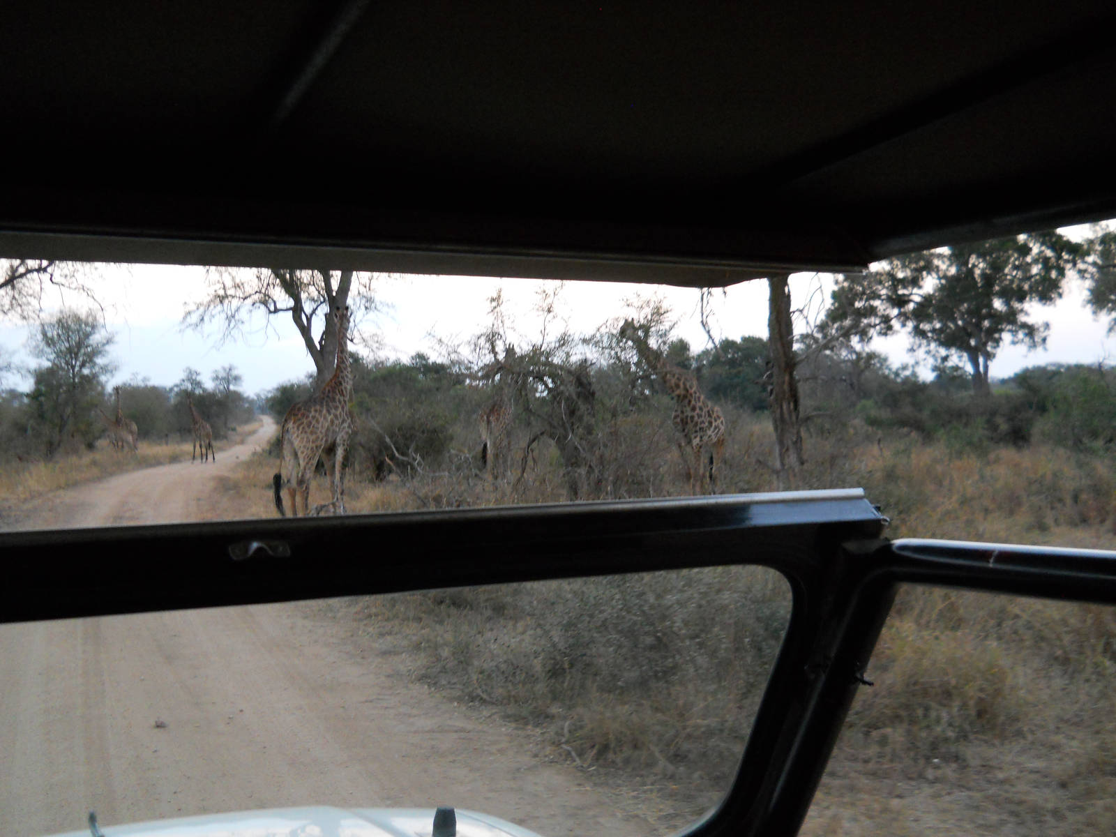 Southern giraffes, Kruger National Park, July 2012