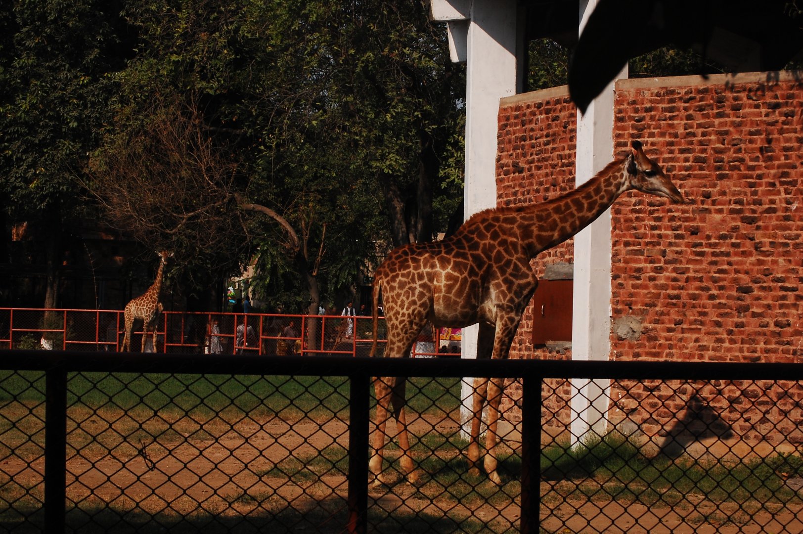 Southern giraffes - Lahore zoo 17/11/2019