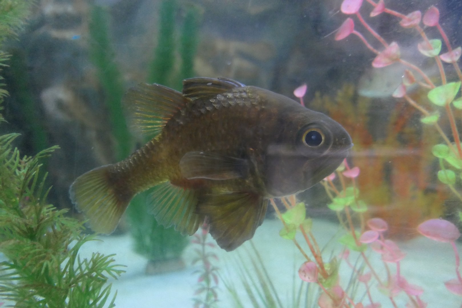 Southern Gobbleguts (Vincentia conspersa)