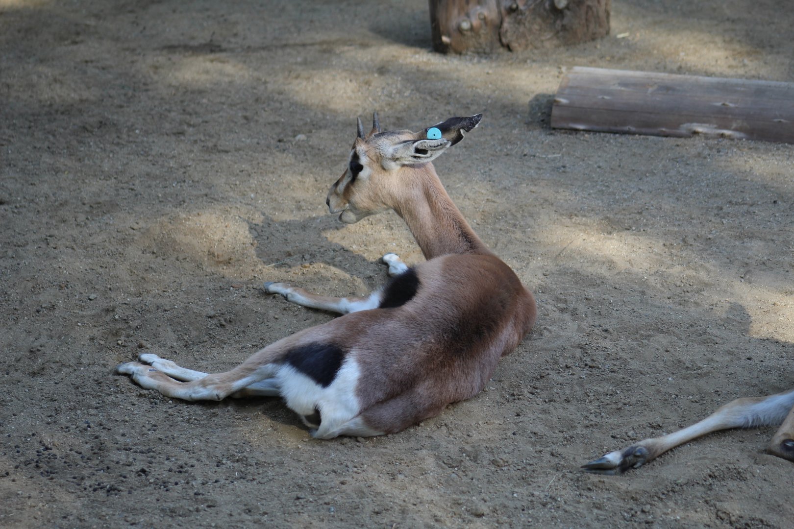 Southern Grant's Gazelle Fawn
