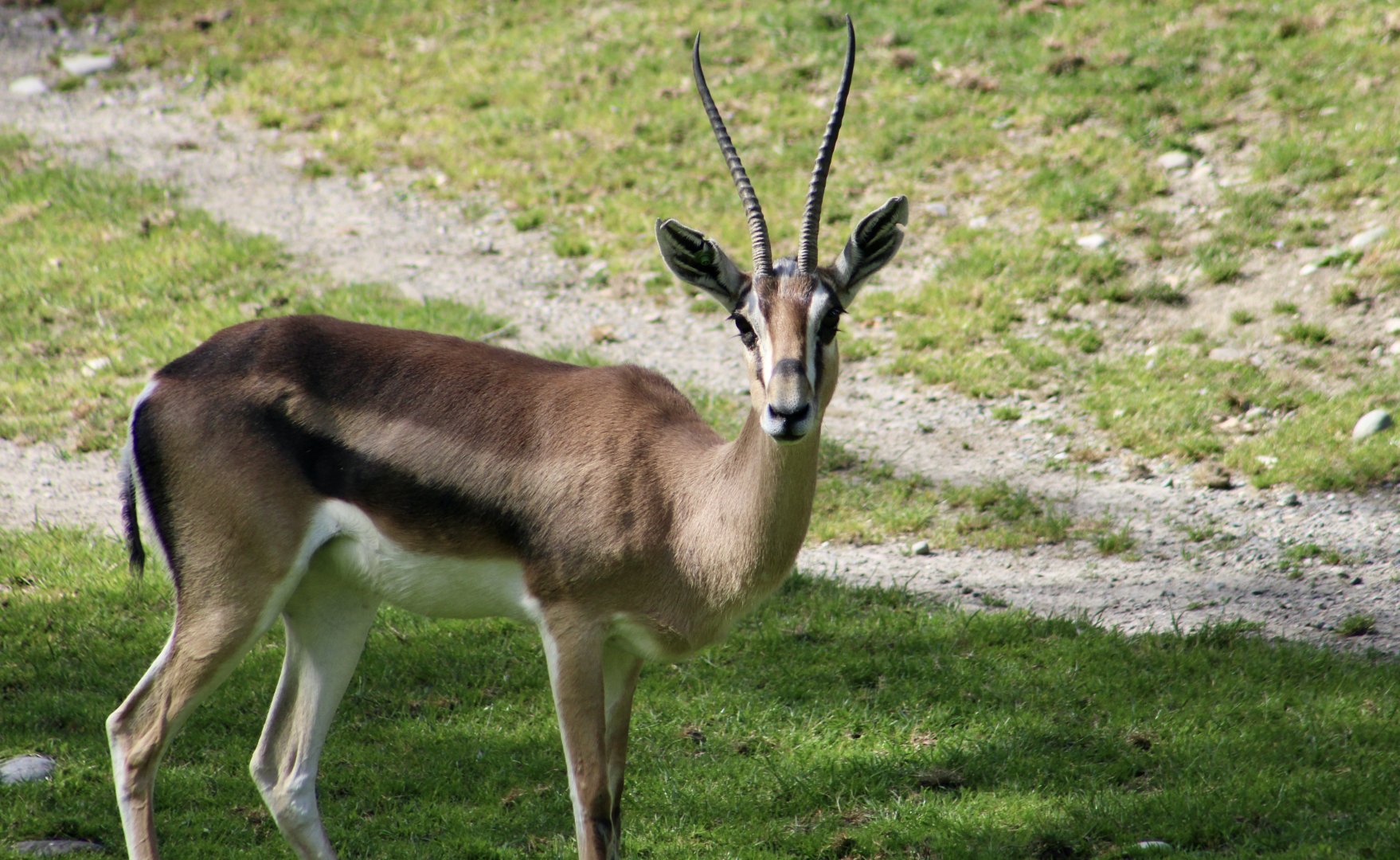 Southern Grant's Gazelle (Nanger granti granti)