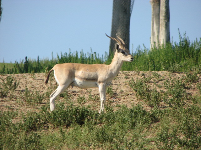 Southern Grant's gazelle