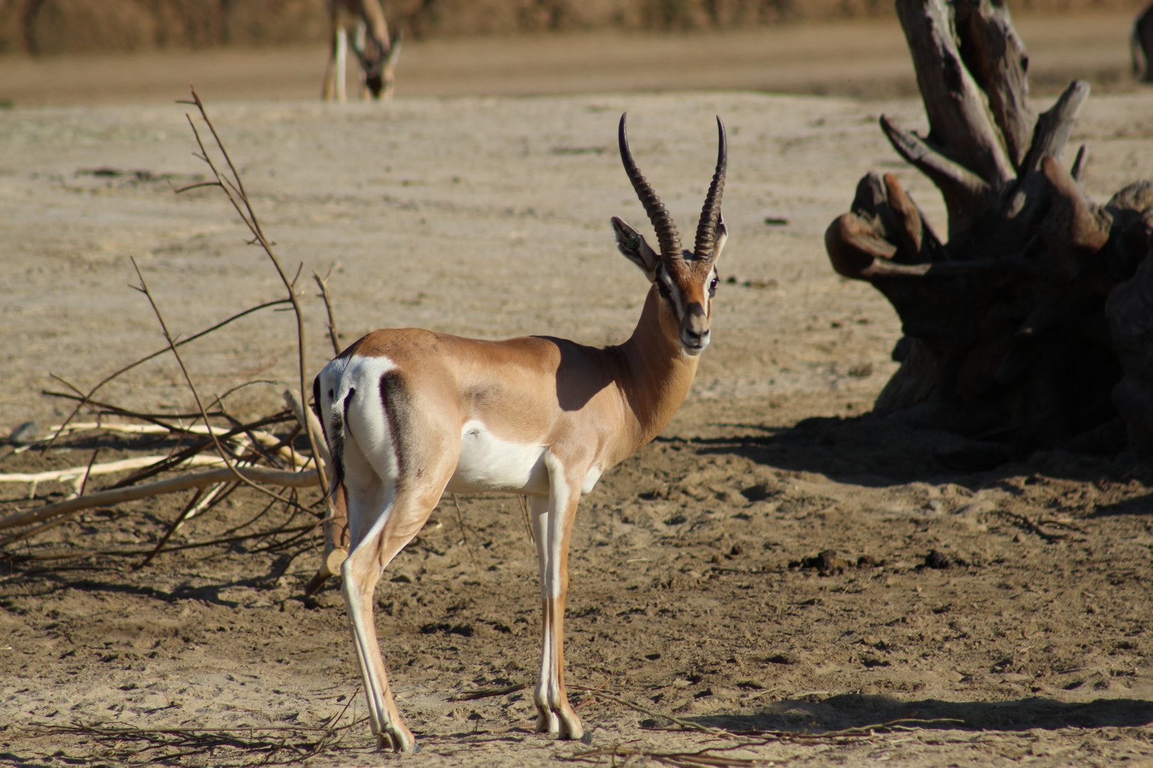 Southern Grant's Gazelle