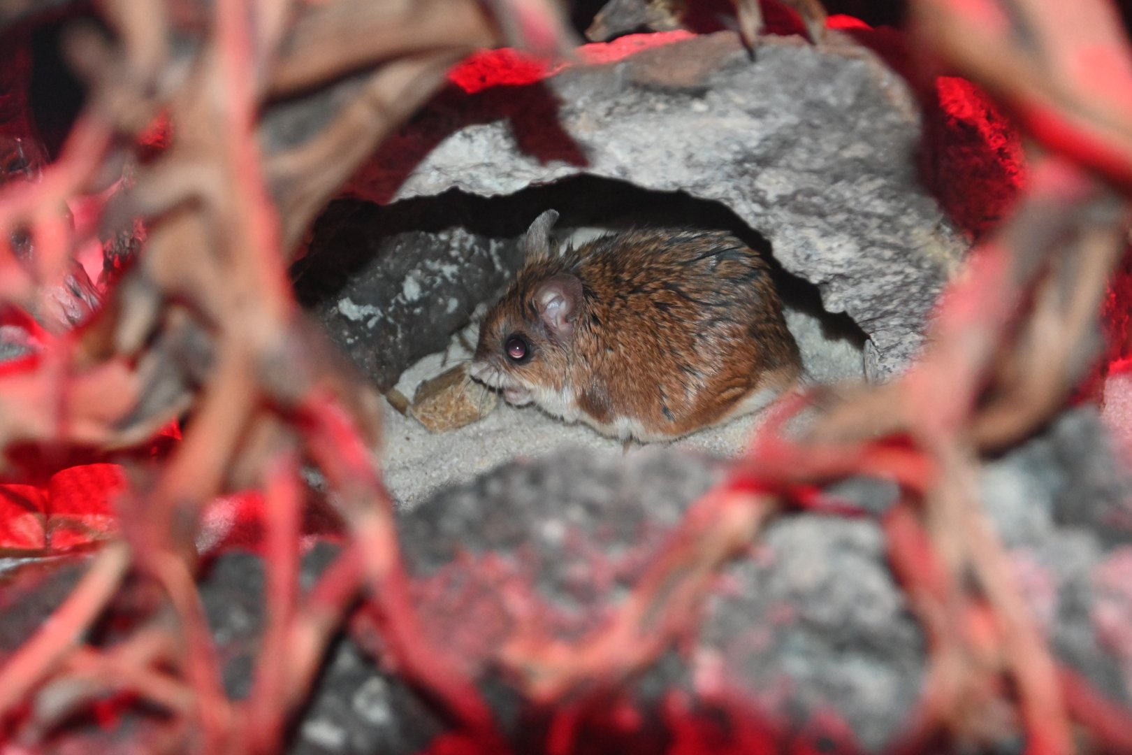 Southern grasshopper mouse (Onychomys torridus)