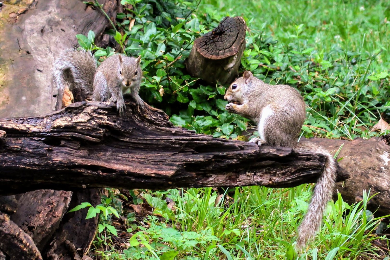 Southern Gray Squirrel