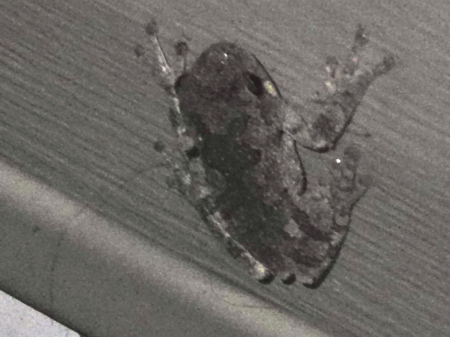 southern gray tree frog