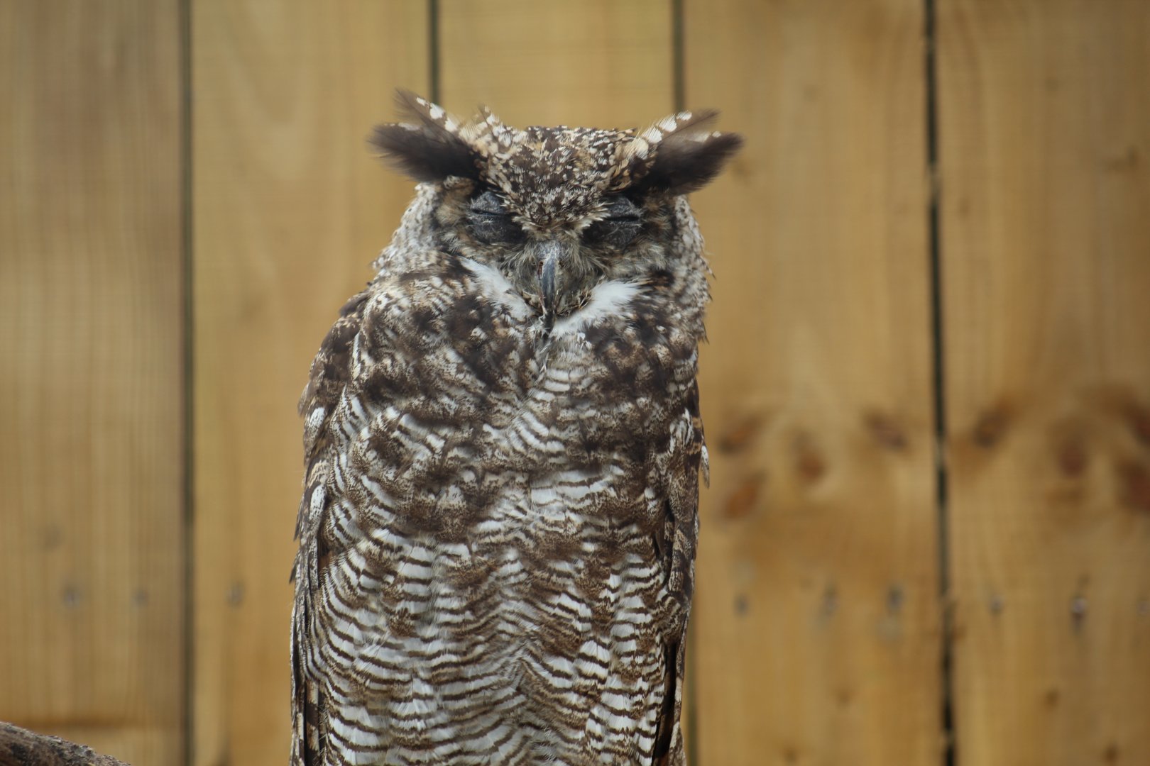 Southern Great Horned Owl