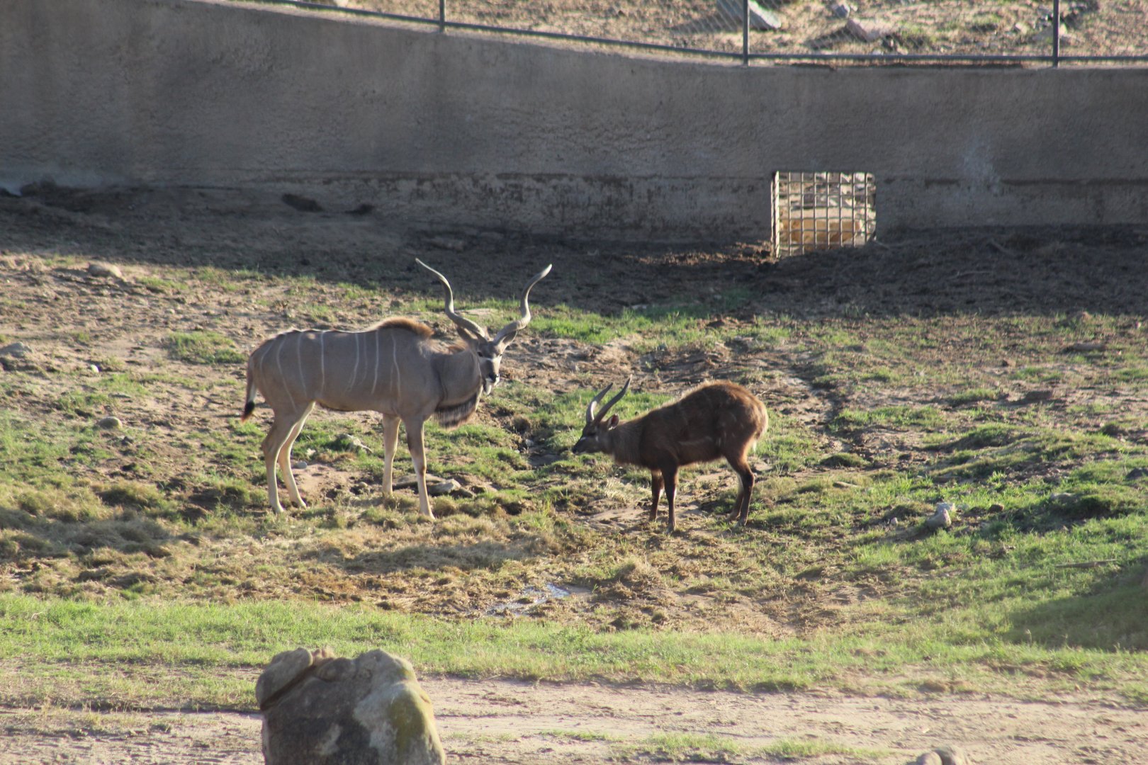 Southern Greater Kudu & Eastern Sitatunga