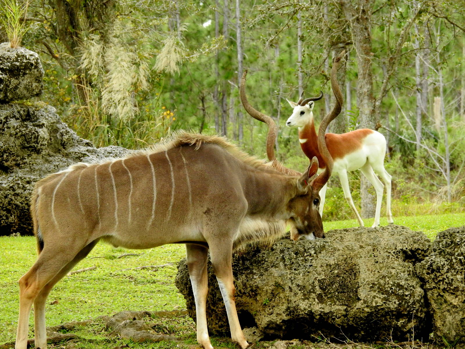 Southern Greater Kudu framing Addra Gazelle