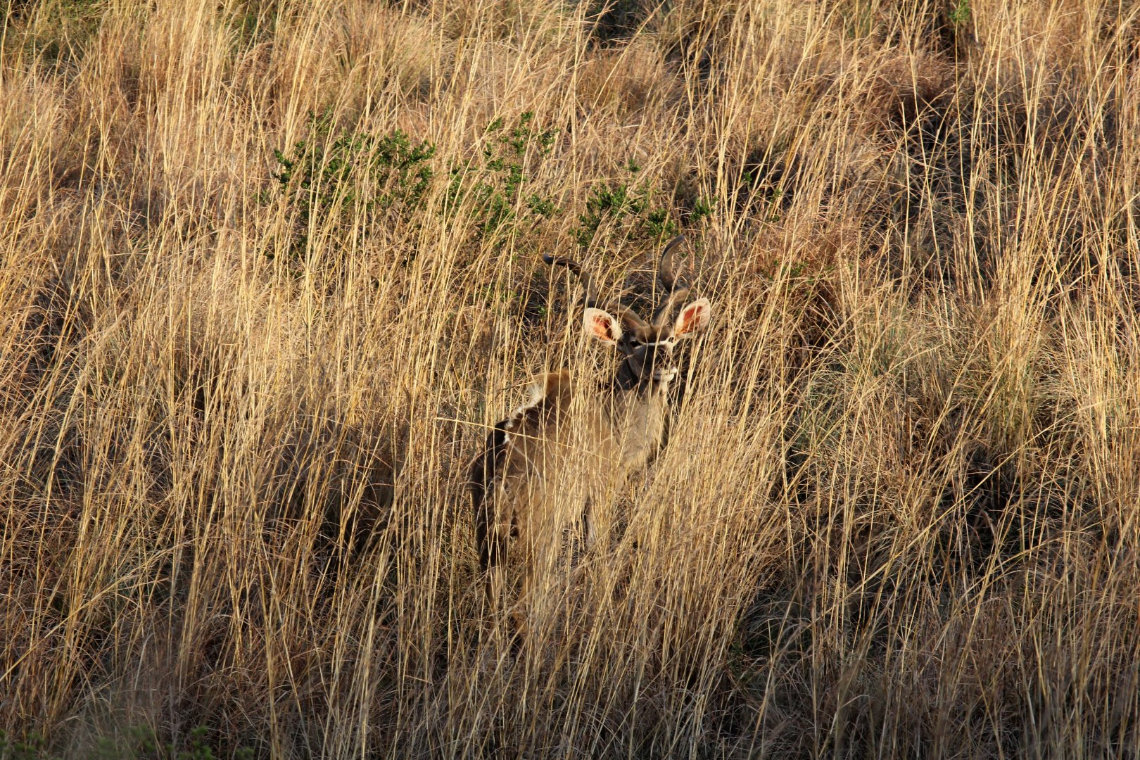 Southern Greater Kudu (Tragelaphus strepsiceros strepsiceros)