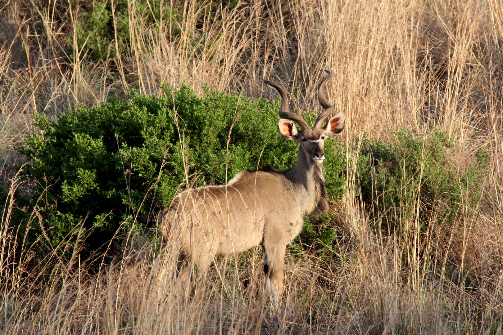 Southern Greater Kudu (Tragelaphus strepsiceros strepsiceros)
