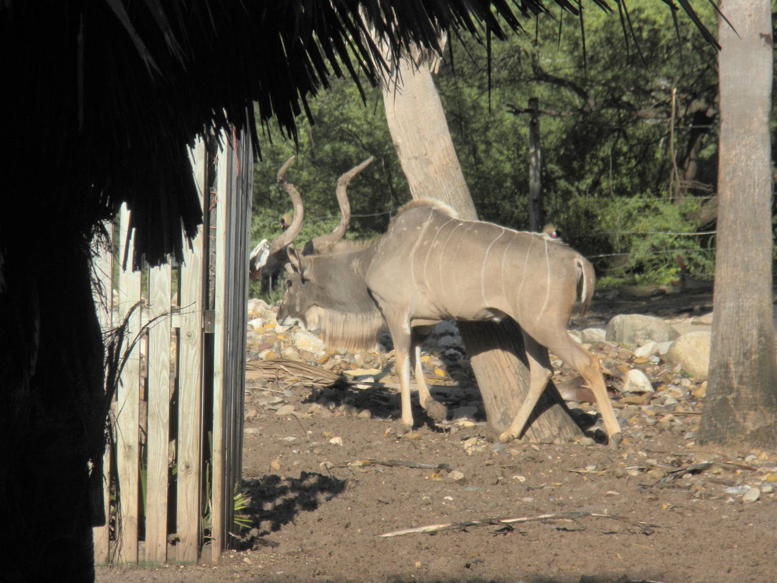Southern Greater Kudu